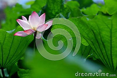 Single red lotus flower with green leaves Stock Photo