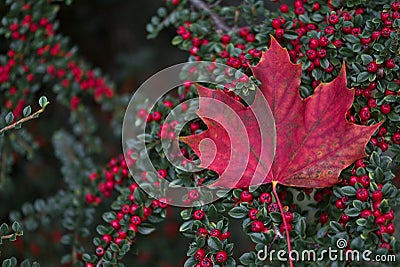 Single red maple leaf on red buckthorn berries bush Stock Photo