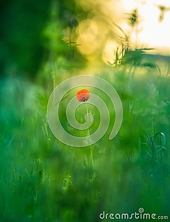 A single red poppy flower blooming in the summer field. Stock Photo