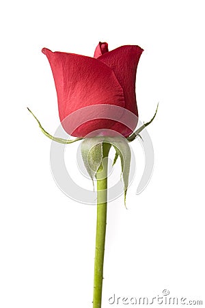 Single Red Rose Stock Photo