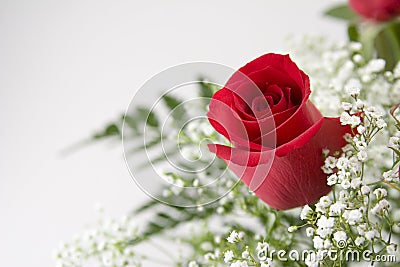 Single Red Rose Stock Photo