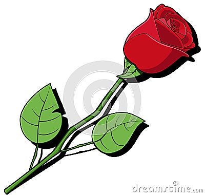 Single red rose Vector Illustration