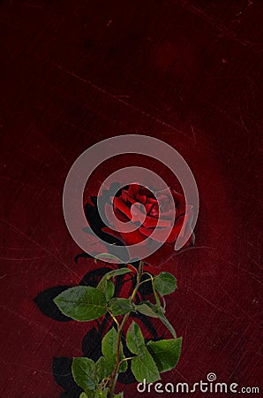 A single red rose against a black, red gloomy background. Postcard, background for mourning, funeral Stock Photo