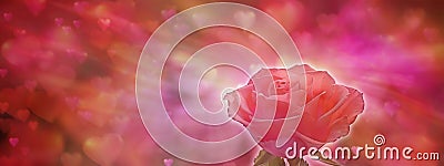 Single Red Rose banner Stock Photo