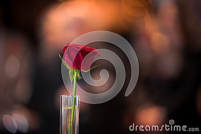 Single red rose in a glass against a black and yellow bokeh background Stock Photo