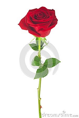 single red rose, isolated on white background Stock Photo