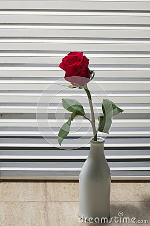 Rose by the window Stock Photo