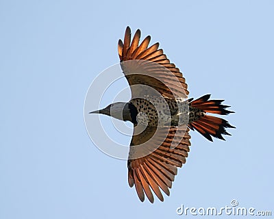 Single red-shafted Northern Flicker (Colaptes auratus) in flight from below Stock Photo