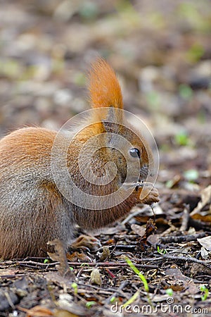 Single Red Squirrel on a ground in Poland forest during a spring period Stock Photo