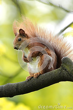 Single Red Squirrel on a tree branch in spring season Stock Photo