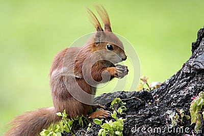 Single Red Squirrel on a tree branch in Poland forest in spring season Stock Photo