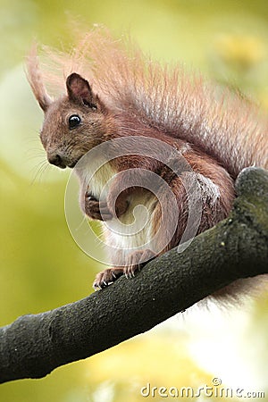 Single Red Squirrel on a tree branch in spring season Stock Photo