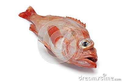 Single redfish Stock Photo