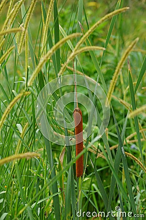 Single reed plant Stock Photo