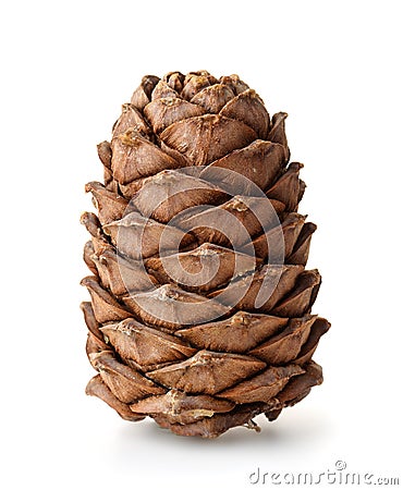 Single ripe pine cone Stock Photo