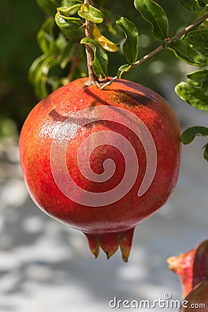 Single ripe pomegranate fruit Punica granatum hanging from tre Stock Photo