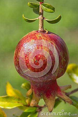 Single ripe pomegranate fruit Punica granatum hanging from tre Stock Photo