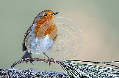 A single Robin on a branch Stock Photo