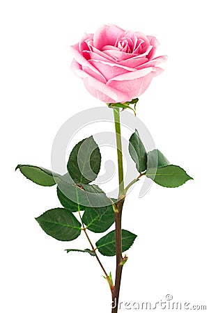 Single rose Stock Photo