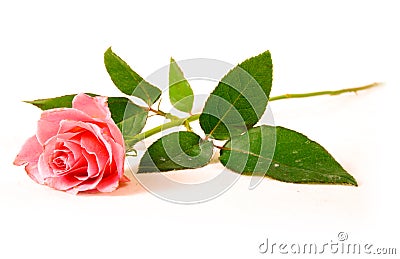 A single rose Stock Photo