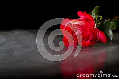 Single rose Stock Photo