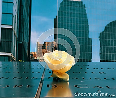 Single Rose Ground Zero Editorial Stock Photo