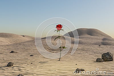 single rose growing in desert environment arid dry concept 3D Illustration Stock Photo