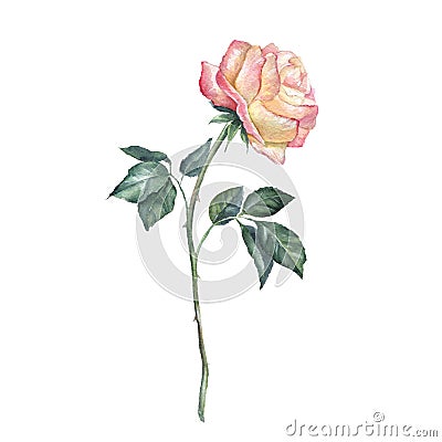 Single rose Stock Photo