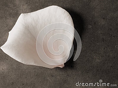 Single rose petal Stock Photo