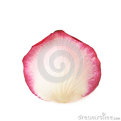 Single rose petal Stock Photo