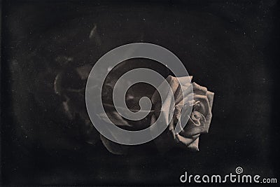 Single rose Stock Photo