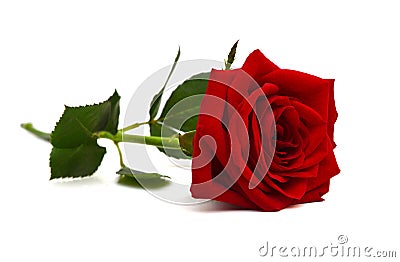 Single rose Stock Photo