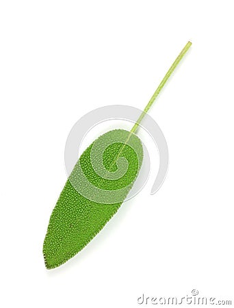 Single Sage Leaf Stock Photo