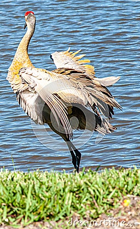 Single Sand Hill crane waching lunch swim by Stock Photo