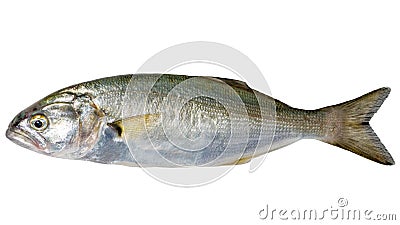 Single sea fish bluefish, Pomatomus saltatrix isolated on white Stock Photo