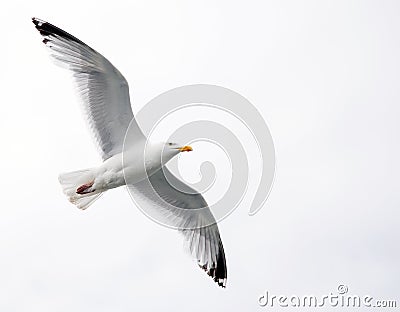 Single seagull in flight Stock Photo