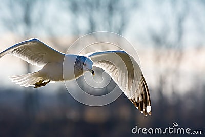 Seagull Flying in the Wind Stock Photo