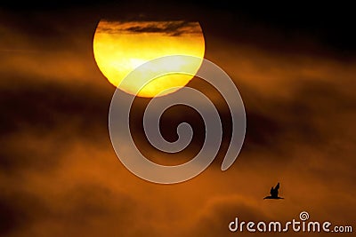 Lone Bird and Risng Sun Stock Photo