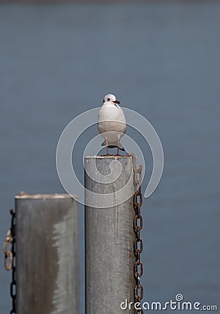 Single seagull sitting on a pole Stock Photo