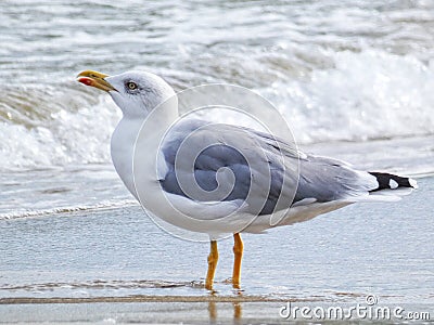 Single seagull standing on the beach in the water. Sea birds photography, vacation wallpaper Stock Photo
