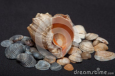 Single seashell standing on small shells on black background Stock Photo