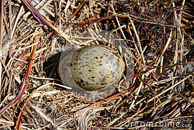 Single semipalmated egg found among twigs in the Canadian arctic Stock Photo