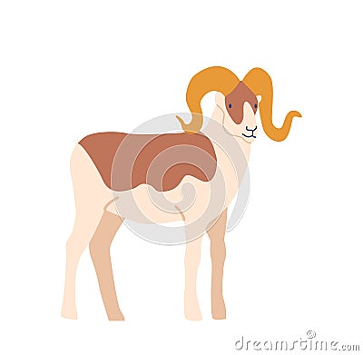 Single Sheep, Showcasing Its Unique Breed Characteristics, Short White And Brown Fur And Curve Long Horns. Farm Animal Vector Illustration