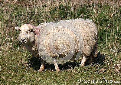 Solitary sheep with very shaggy wool fleece Stock Photo