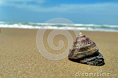 Macro shot of a single shell Stock Photo