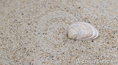 A single shell in the sand Stock Photo