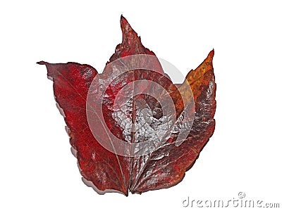 Single shiny scarlet boston ivy leaf isolated on a white background Stock Photo