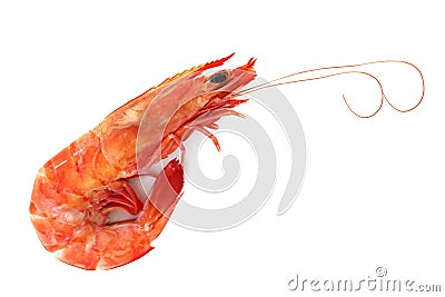 Single Shrimp Stock Photo