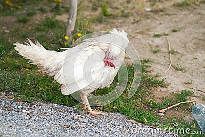 Single sick white chicken is standing and thinking Stock Photo