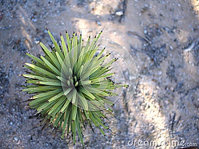 Single small Joshua Tree in the middle of the desert. Stock Photo